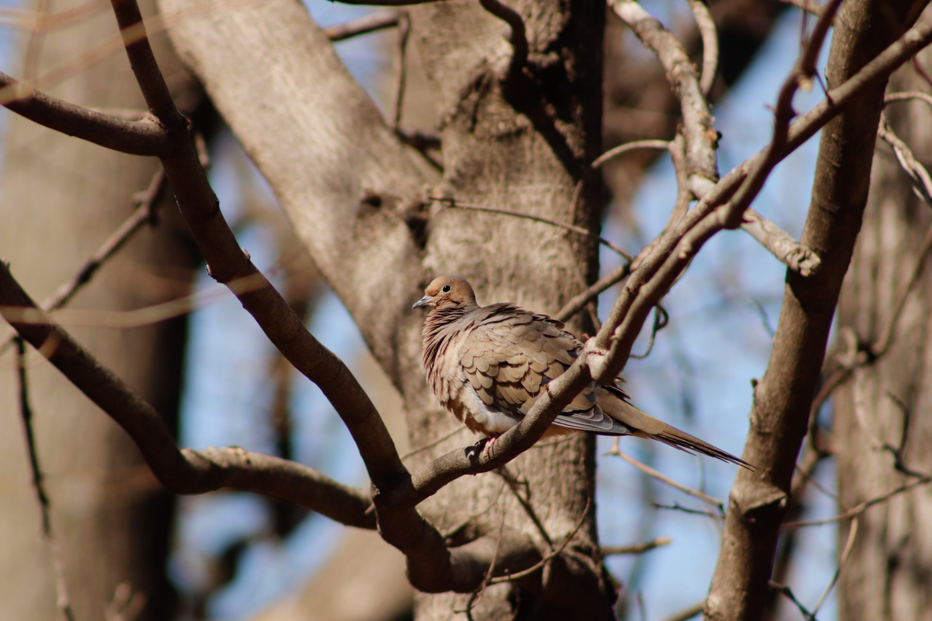 Mourning Dove siting in a tree